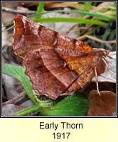 Early Thorn, Selenia dentaria