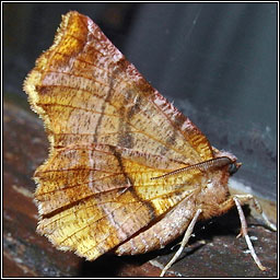 Early Thorn, Selenia dentaria