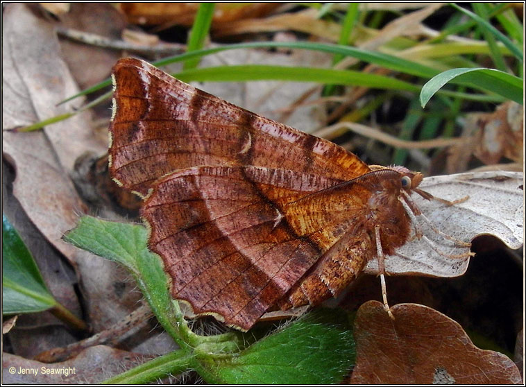 Early Thorn, Selenia dentaria