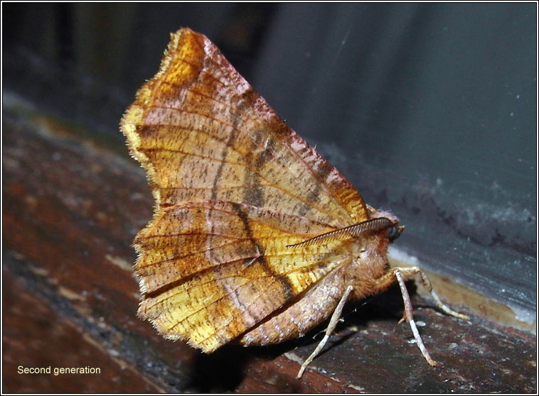 Early Thorn, Selenia dentaria