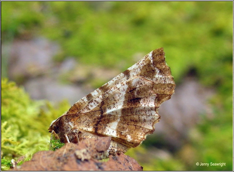 Early Thorn, Selenia dentaria