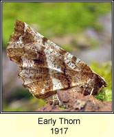 Early Thorn, Selenia dentaria