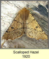 Scalloped Hazel, Odontopera bidentata