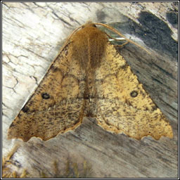 Scalloped Hazel, Odontopera bidentata