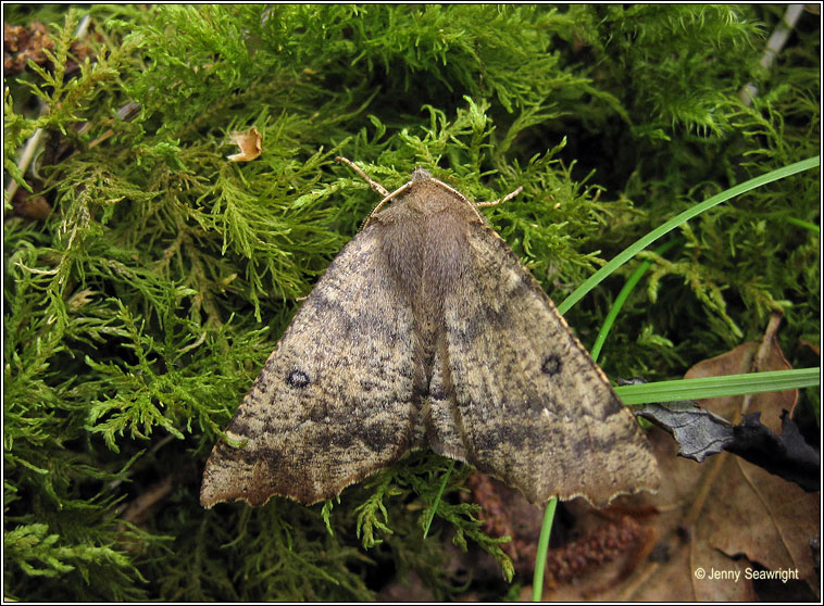 Scalloped Hazel, Odontopera bidentata