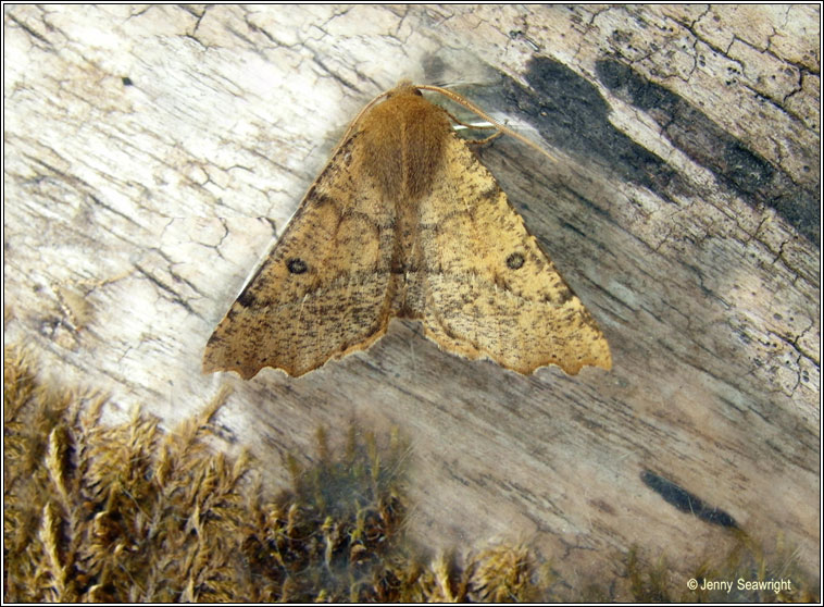 Scalloped Hazel, Odontopera bidentata