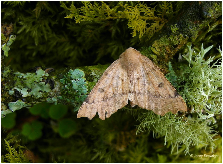 Scalloped Hazel, Odontopera bidentata