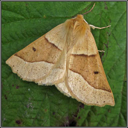 Scalloped Oak, Crocallis elinguaria