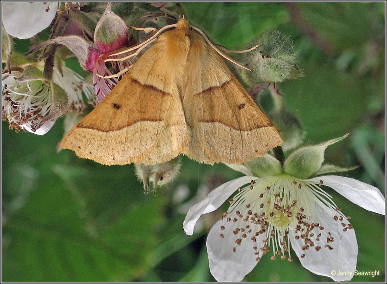 Scalloped Oak, Crocallis elinguaria