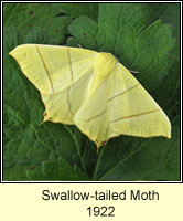 Swallow-tailed Moth, Ourapteryx sambucaria