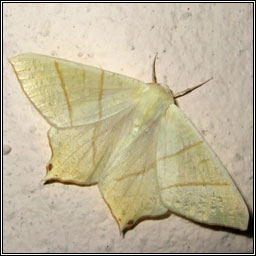 Swallow-tailed Moth, Ourapteryx sambucaria