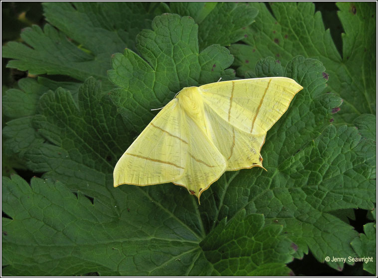 Swallow-tailed Moth, Ourapteryx sambucaria