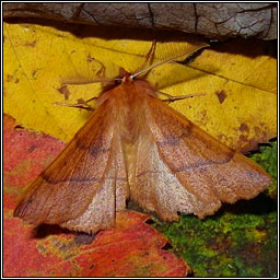 Feathered Thorn, Colotois pennaria