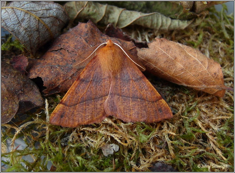 Feathered Thorn, Colotois pennaria