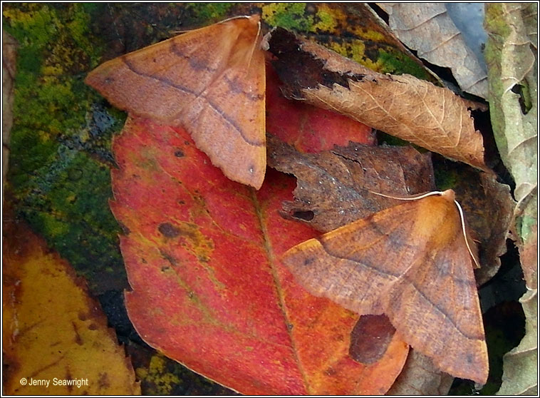 Feathered Thorn, Colotois pennaria