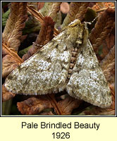 Pale Brindled Beauty, Phigalia pilosaria