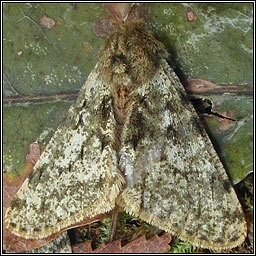 Pale Brindled Beauty, Phigalia pilosaria