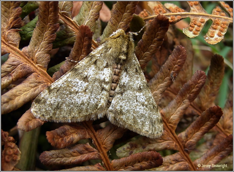 Pale Brindled Beauty, Phigalia pilosaria