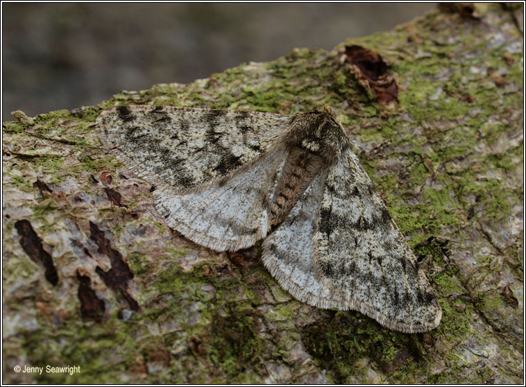 Pale Brindled Beauty, Phigalia pilosaria