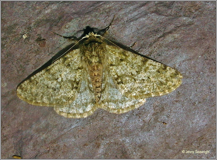 Pale Brindled Beauty, Phigalia pilosaria