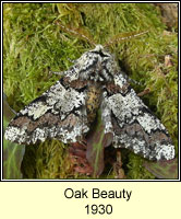 Oak Beauty, Biston strataria