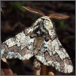 Oak Beauty, Biston strataria