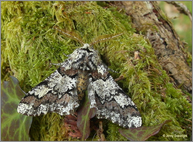 Oak Beauty, Biston strataria