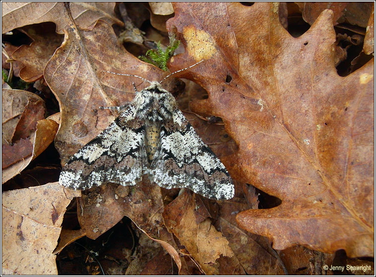 Oak Beauty, Biston strataria