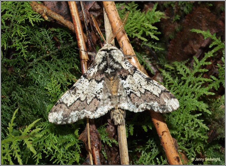 Oak Beauty, Biston strataria