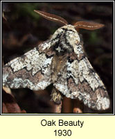 Oak Beauty, Biston strataria