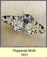 Peppered Moth, Biston betularia