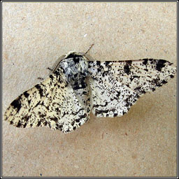 Peppered Moth