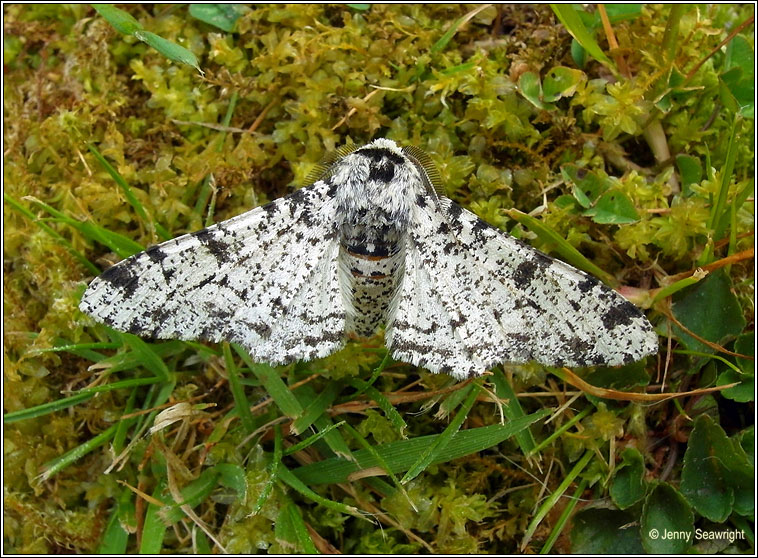 Peppered Moth