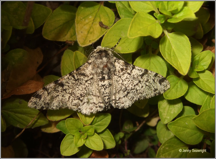 Peppered Moths