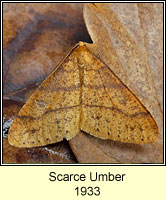 Scarce Umber, Agriopis aurantiaria