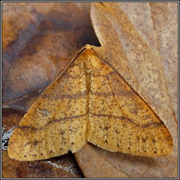 Scarce Umber, Agriopis aurantiaria