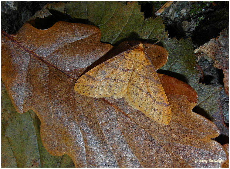 Scarce Umber, Agriopis aurantiaria