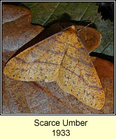 Scarce Umber, Agriopis aurantiaria