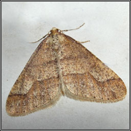 Dotted Border, Agriopis marginaria