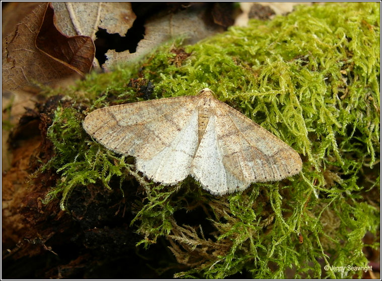 Dotted Border, Agriopis marginaria