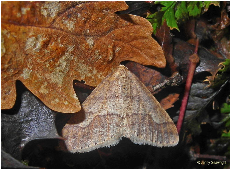 Dotted Border, Agriopis marginaria