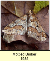 Mottled Umber, Erannis defoliaria