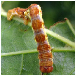 Mottled Umber, Erannis defoliaria