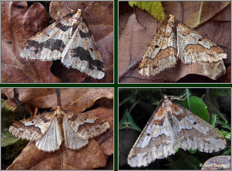 Mottled Umber, Erannis defoliaria