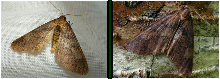 Mottled Umber, Erannis defoliaria