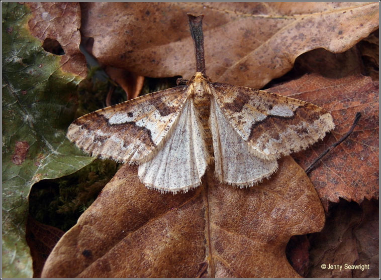 Mottled Umber, Erannis defoliaria