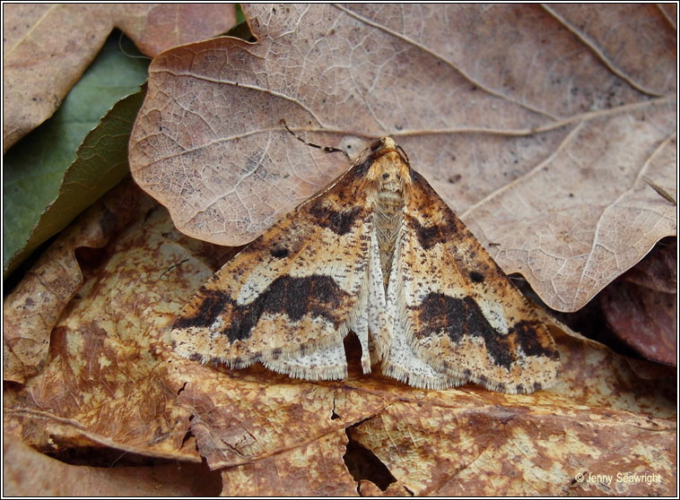 Mottled Umber, Erannis defoliaria