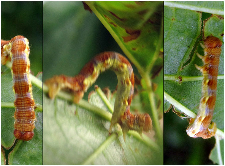 Mottled Umber, Erannis defoliaria