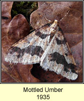 Mottled Umber, Erannis defoliaria