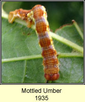 Mottled Umber, Erannis defoliaria